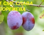СМГ Слава Георгиева