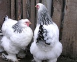 носа4ки ,петли и стадо брами 