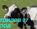 СТОИЛОВ 07 ЕООД
