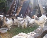 ДОМА6НИ ПЕТЛИ и млади ярки на 8 месеца