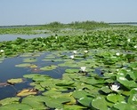 Investment in Danube Delta