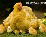 Инкубатори