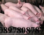 малки ПРАСЕНЦА за угояване = Промоция 27-30 кг.= ЕКО СВИНЕФЕРМА    0897808787    до гр.Монтана