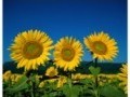ИЗКУПУВАНЕ НА ЗЕМЕДЕЛСКА ЗЕМЯ.0886236248 цени от 60 до 1200лв.