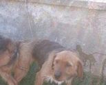 Изгубено ловно куче български барак(женски)