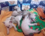 Продавам Сиамски Котенца