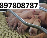 Търсите прасенца? Най добрите са тук! 0897808787 Еко Свинеферма гр.Монтана