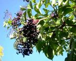 Продавам сладко от зрял Бъзак -чудо на природата