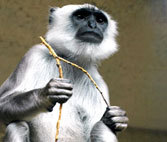 Маймуни убиха зам.-кметът на Делхи