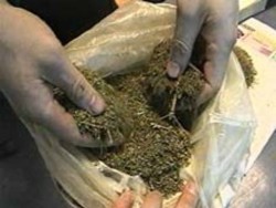 310 кг марихуана иззеха в Петричко при спецоперация