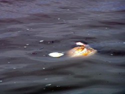 2 000 тона мазут вече са се излели в морето от разцепилия се танкер