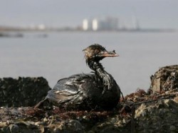 12 млрд. долара са щетите от петролния разлив в Черно море