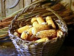 Полицаи спипали на място шестима роми да крадат царевица