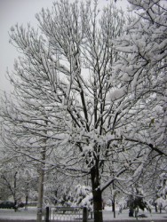 Горолом след снеговалежа в Етрополския Балкан