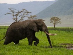 Изчезна най-големият в света индийски слон