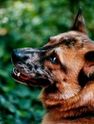 Кучета нападнаха домашни животни в Литаково