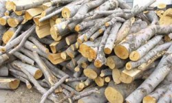Конфискуваха над 13 кубика незаконно придобит дървен материал