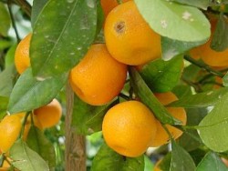 Дърво ражда портокали, мандарини и лимони