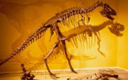 Откриха кожа на динозавър