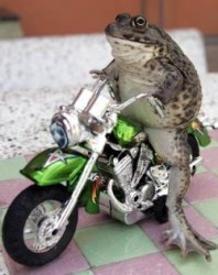 Жаба-моторист предсказва печелившите числа от лотарията