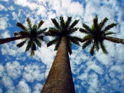 Откриха огромна палма-самоубиец