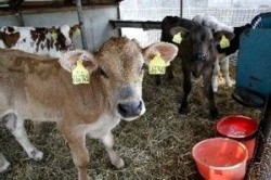 Започва регистрация за подпомагане на млекопроизводителите. Документи се подват в общинска служба "Земеделие и гори" 