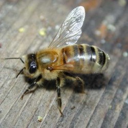 Пчеларите могат да кандидатстват за финансова помощ  от фонд “Земеделие”