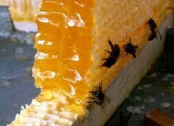 Изложение на мед и пчелни продукти организират ботевградските пчелари