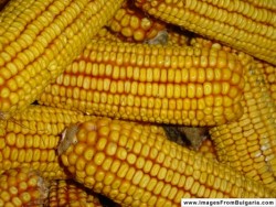 6 тона царевица откраднаха роми от Литаково