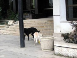 Кучета посрещат гостите на хотела