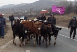 Полицията спря „похода на кравите”, фермерите тръгват с техника