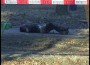 Жестоко убийство в парка