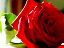 Осъдиха иранец да обсипе жена си със 124 000 рози