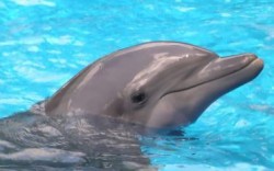 Делфин спаси два кашалота