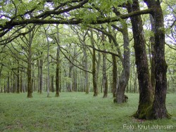 120 декара нови гори ще бъдат залесени в Ботевградско
