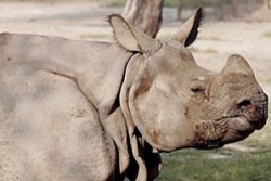 Космат носорог може да бъде застрахован за 1 млн. долара