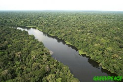 Амазонските гори са устойчиви на климатичните промени