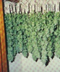 Австралиец извика полиция – окрали му дрогата