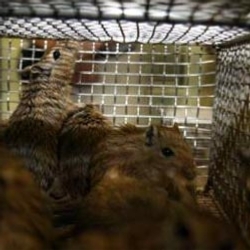 Руските мишки-космонавти се завърнаха на земята