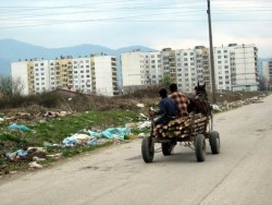 Роми изсичат поголовно боровата гора над ПИК-а