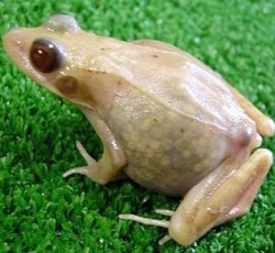 Прозрачна жаба ощастливи учени
