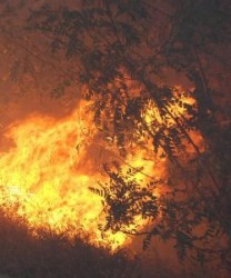 Пожарите в Гърция продължават, българин сред задържаните за палежа