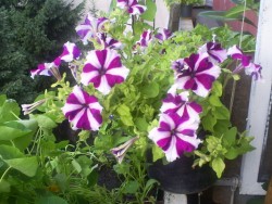 Градът се подготвя за празниците