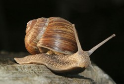 Започват проверки за незаконно изкупуване на охлюви