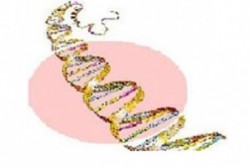 Австралийци вкараха ДНК от торбест вълк в ембрион на мишка