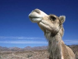 В Тунис се роди камилче със сини очи