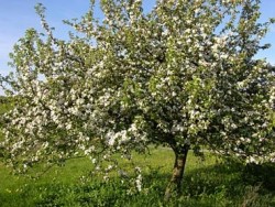 Дървета цъфнаха през август