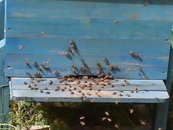 Мъж почина след ухапване от пчела