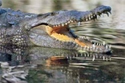 Крокодил посети австралийска кръчма