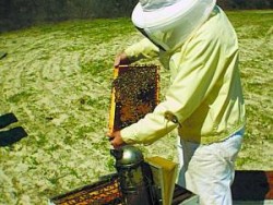 В Рашково ще бъде изграден Национален център по пчеларство